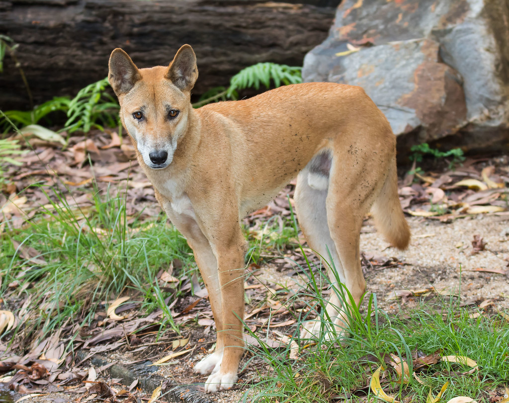 Dingo (Canis lupus dingo) (Australian Native Dog).02 Flickr