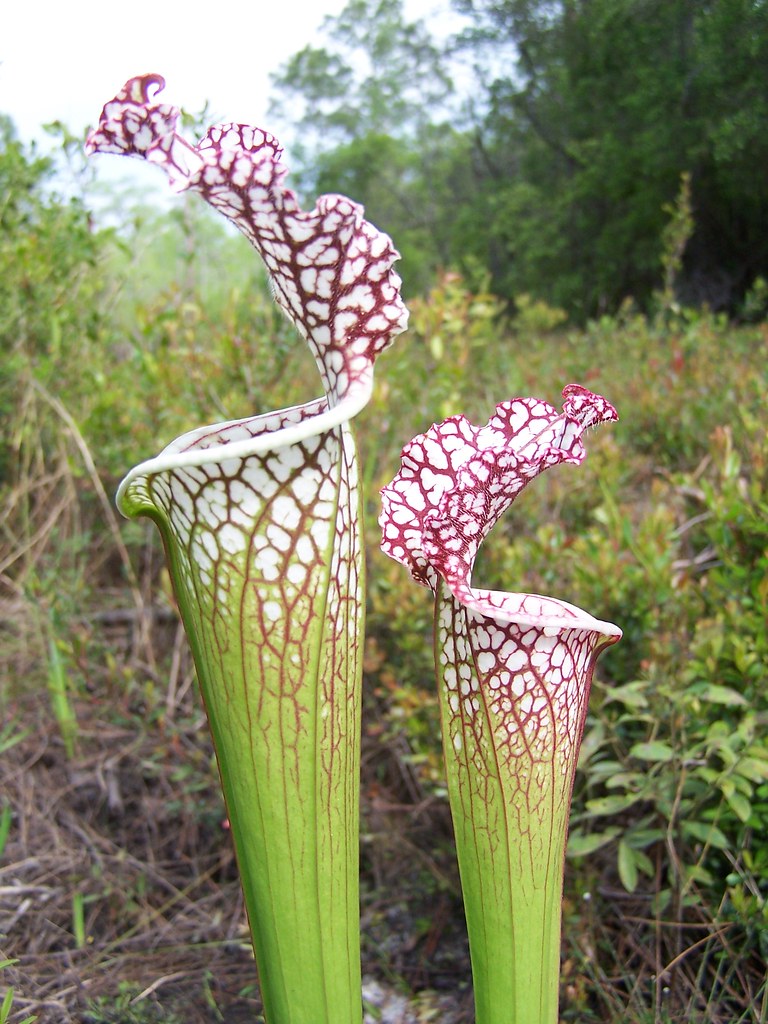 Whitetop pitcher plant FWC photo by Jerry Pitts Flickr