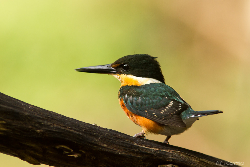 Kingfisher Filiberto González Flickr