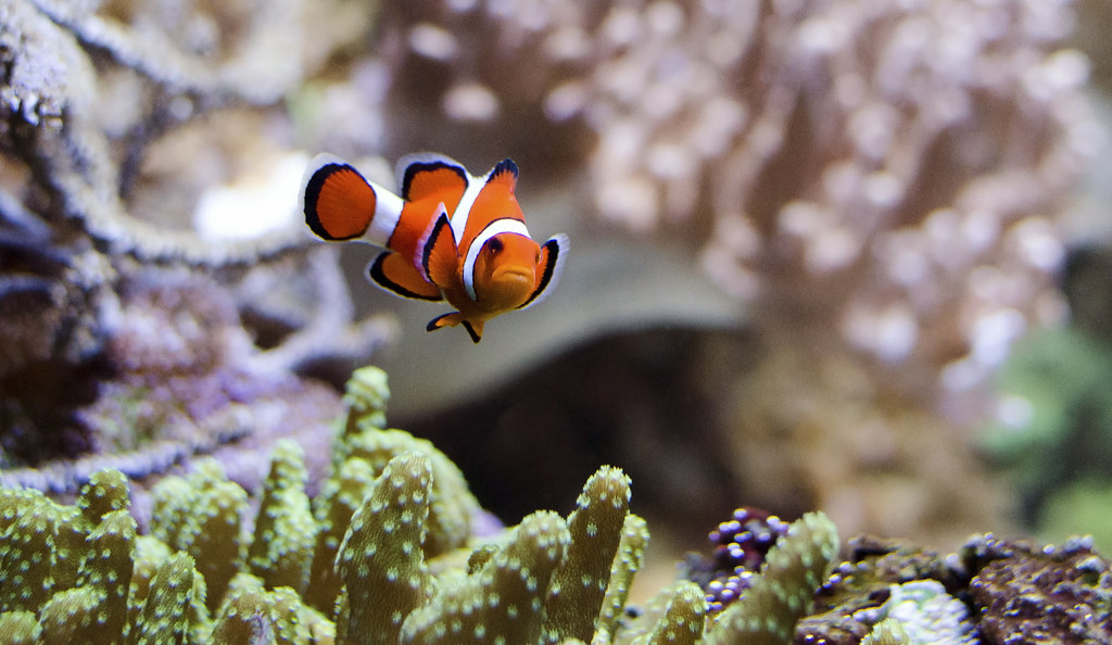Clownfish National Aquarium, Baltimore, Maryland, United