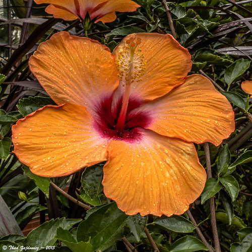 Hibiscus Asheville, North Carolina Thad Zajdowicz Flickr