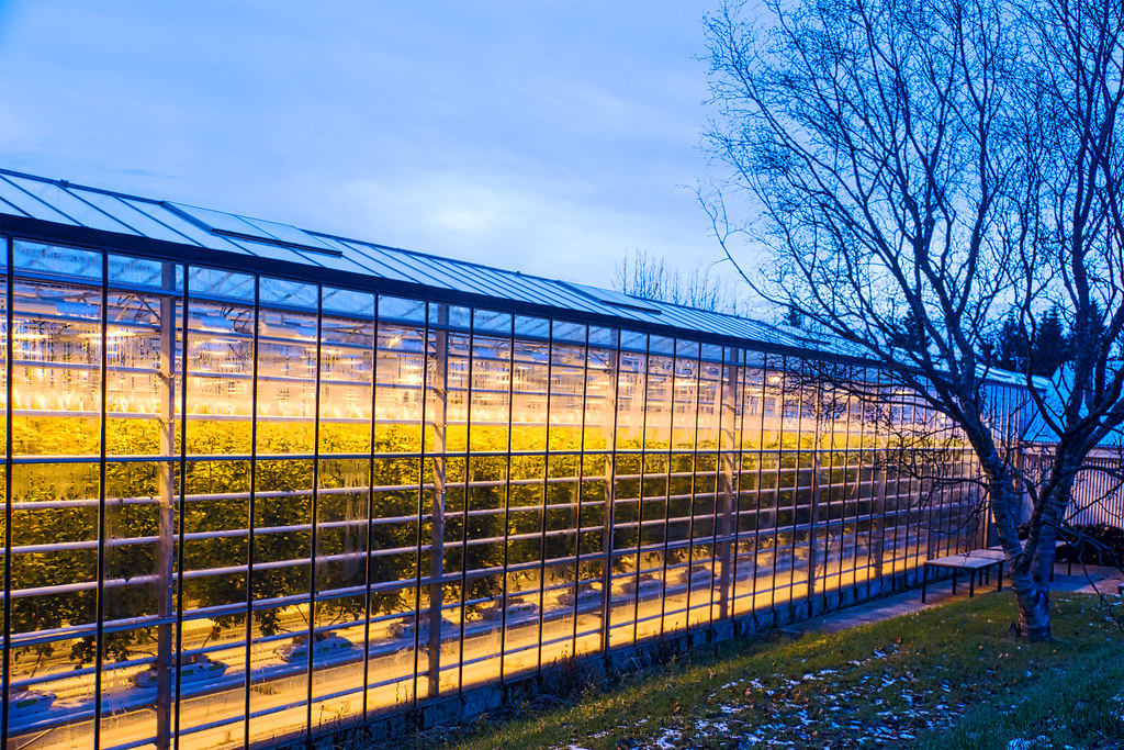 Friðheimar Greenhouse Iceland Here's one way to assure f… Flickr