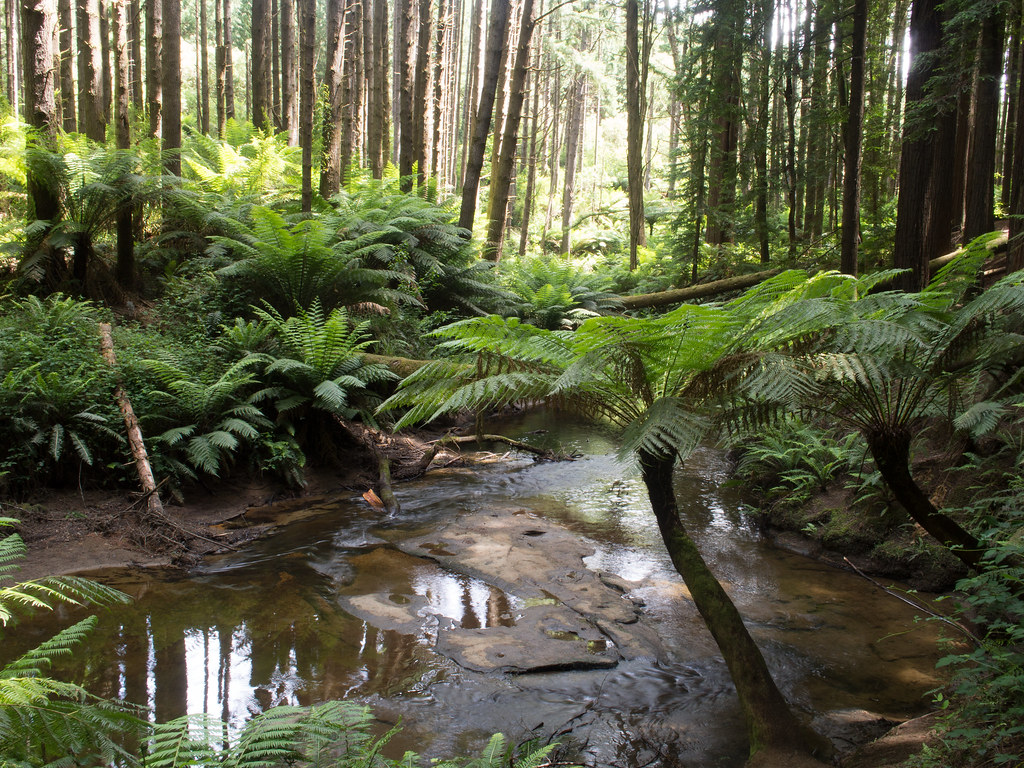 Redwood Forest17 OLYMPUS DIGITAL CAMERA Judith Kennedy Flickr
