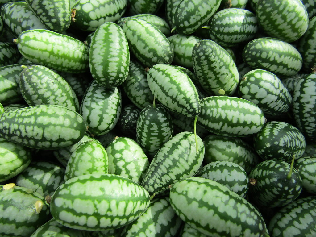 Mouse Melons A perfect September day in West Dean Gardens … Flickr