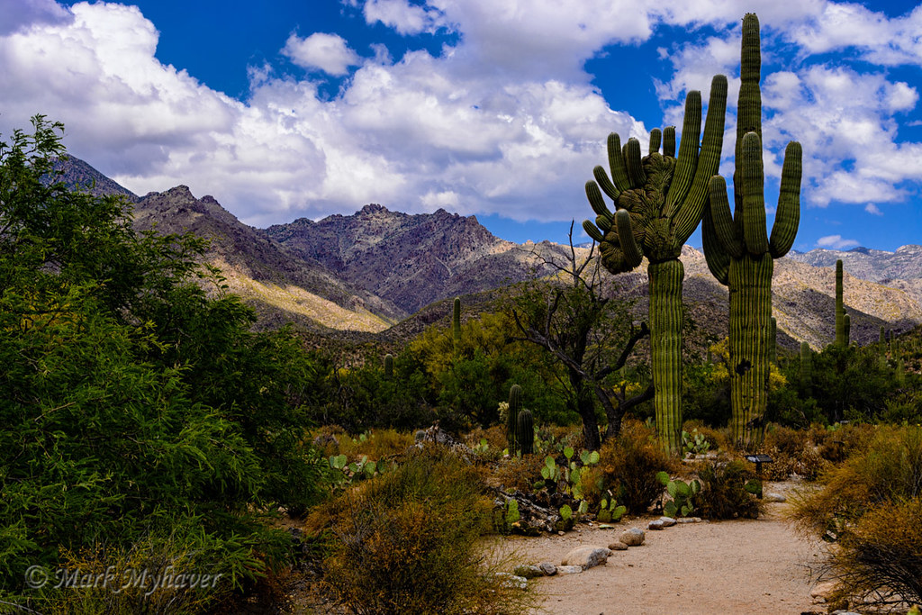 Sabino Canyon No4 A view of the diverse nature of the Sono… Flickr