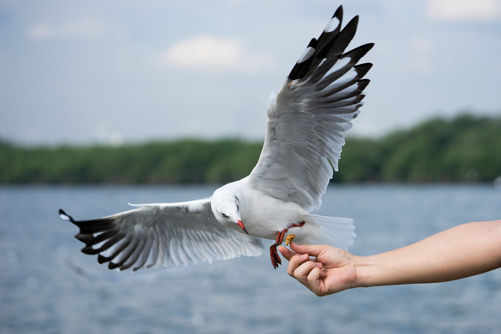 seagull very friendly seagull takes crackling from human h… Flickr