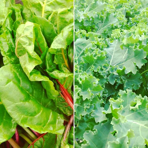 Sale time at thechathamberryfarm What could be better tha… Flickr