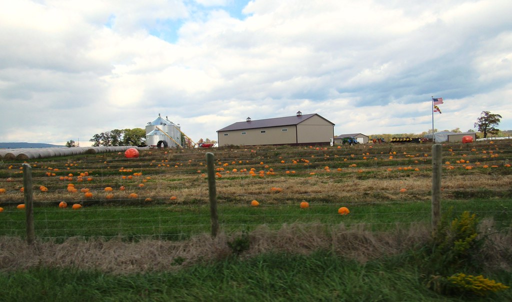 pumpkin field, Maryland Creagerstown, Md. Dan Macy Flickr