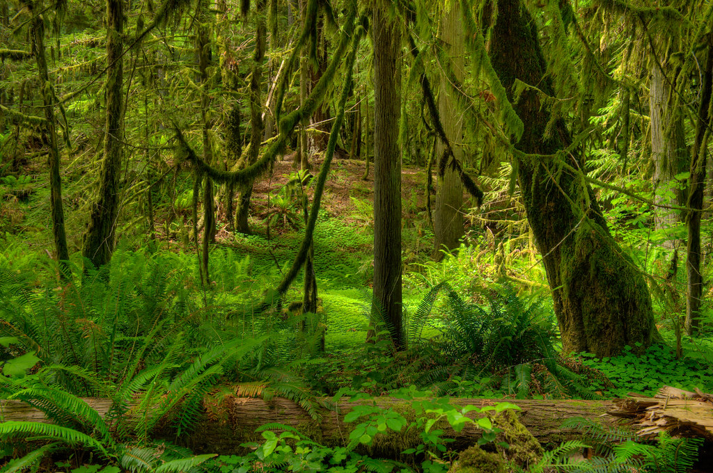 Elevation of Westfir, OR, USA Topographic Map Altitude Map