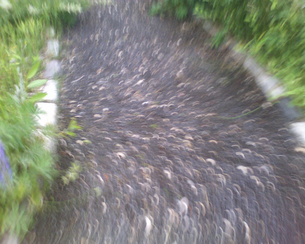 Blackrock pathway Devlyn Flickr