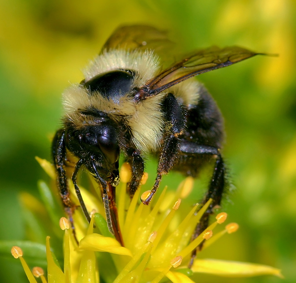 Bumble Bee Still trying to get the flash thing down. Parts… Flickr