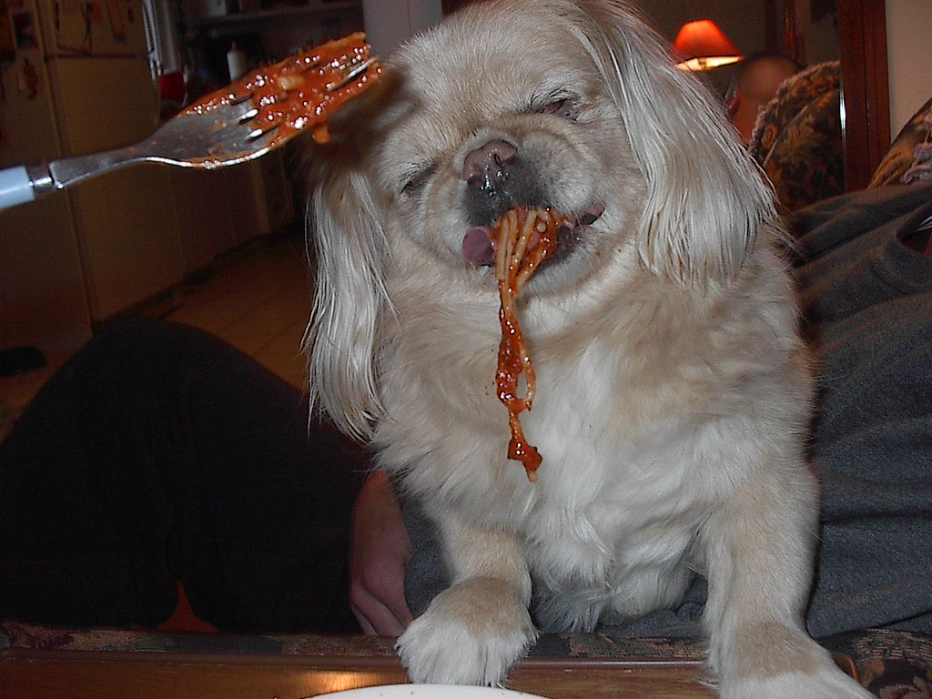 Dogs Eating Spaghetti