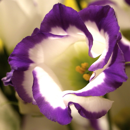 Purple frame Turkish Chinese bellflower/トルコキキョウ/Eustoma ru… Flickr