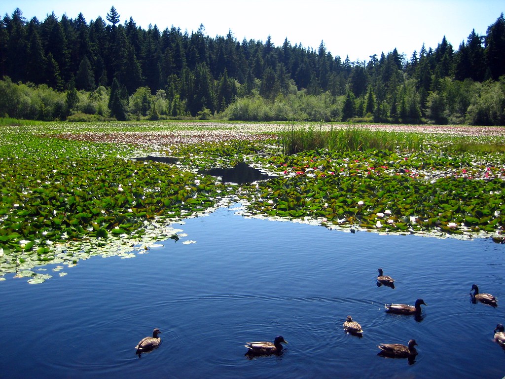 Beaver Lake In the centre of Stanley Park. It was covered … Flickr