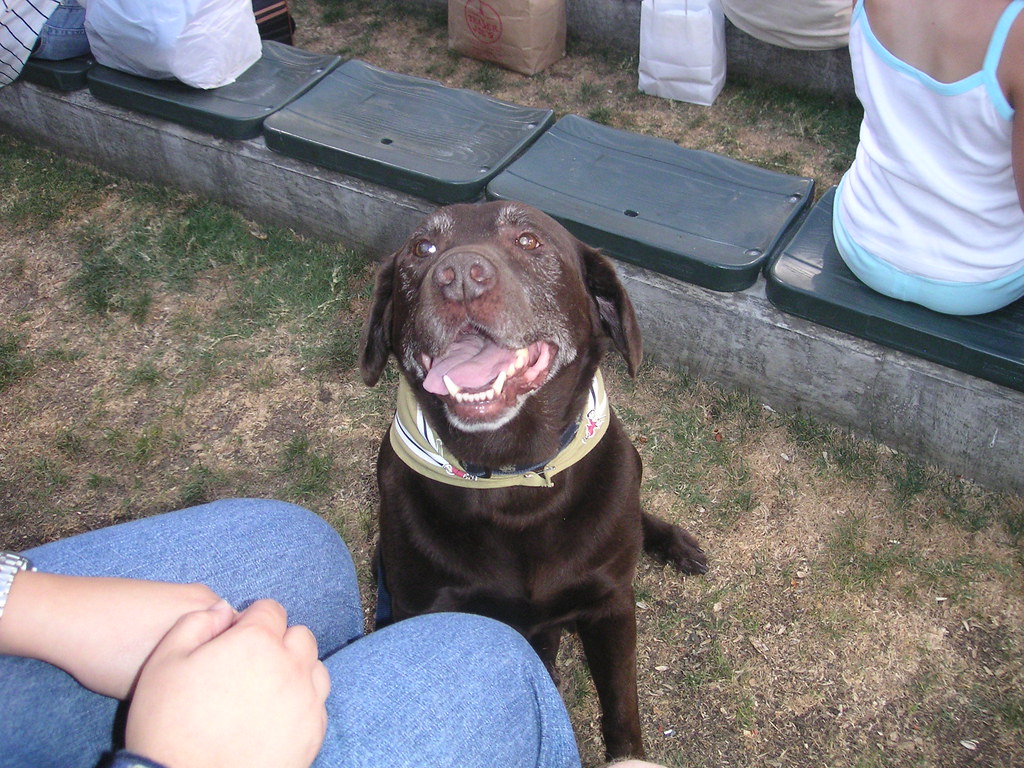 Where's the food? Did someone say "hot dog" ? Ewen Roberts Flickr