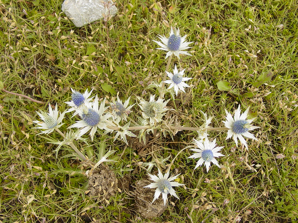 Eryngium heterophyllum Tambien se puede encontrar en el Ce… Flickr