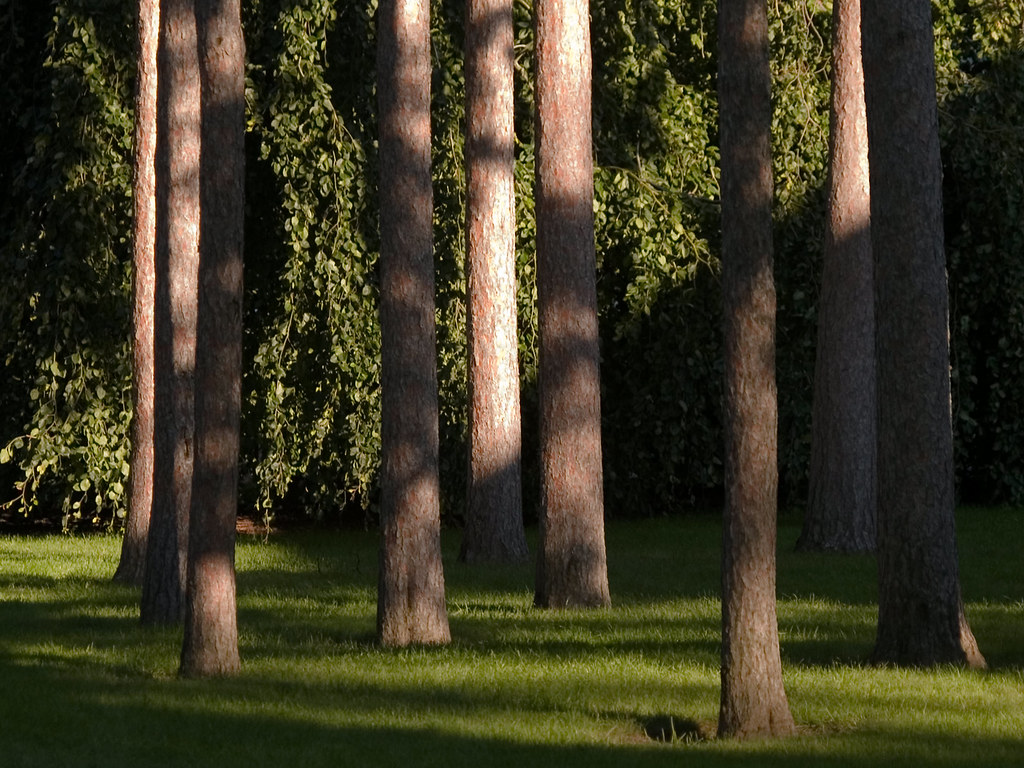 Elevation of Lake Geneva, Dewitt, MI, USA Topographic Map Altitude Map