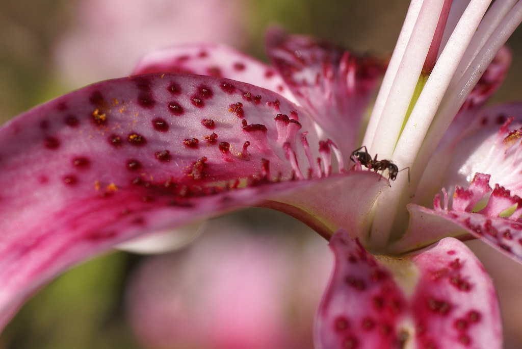 Lilie, Pracht / Japanese lily cultivar (Lilium speciosum … Flickr