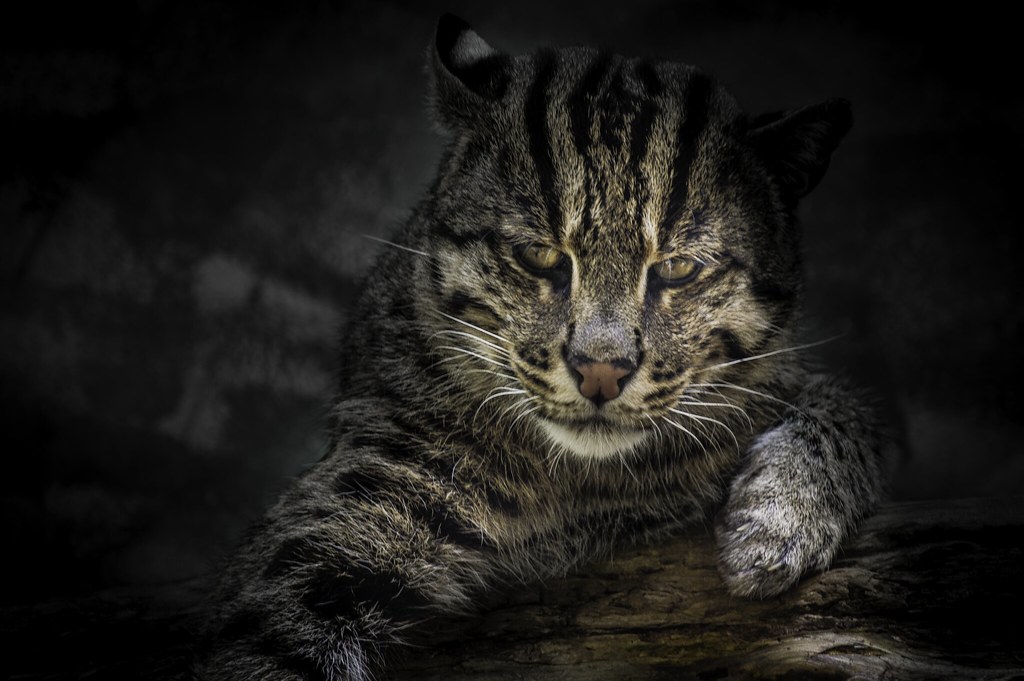 In The Dark (Southeast Asian Fishing Cat) Devin Andrew Buenger Flickr