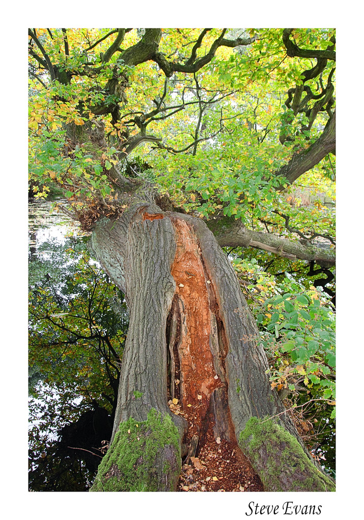 fallen tree speke hall Liverpool oct 2015 coulportste Flickr