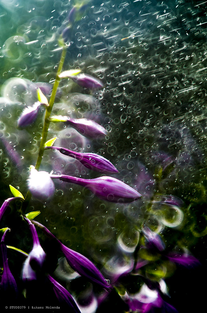 Flowers Lukas DeMol zEnda Flickr