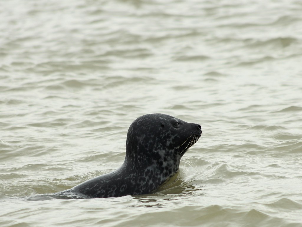Phoque veau marin Harbor seal (Phoca vitulina) Septembre 2… Flickr