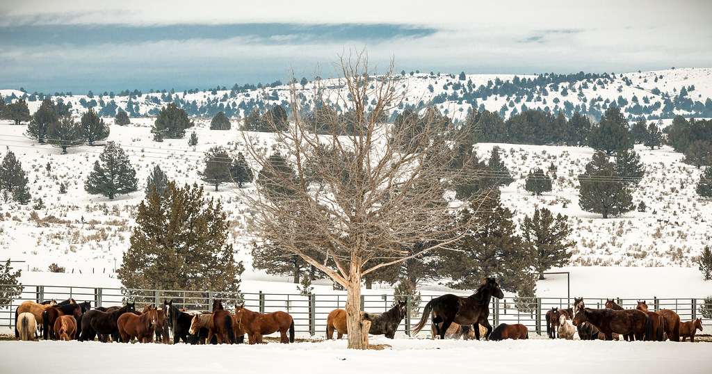 Wild Horse Corral Facility Hines, Oregon Photo by Greg S… Flickr
