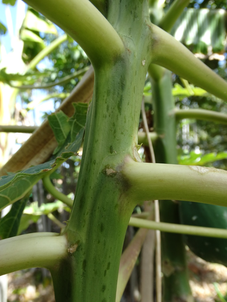 Papaya ringspot Symptom Mottled stem (green blotches) Pat… Flickr