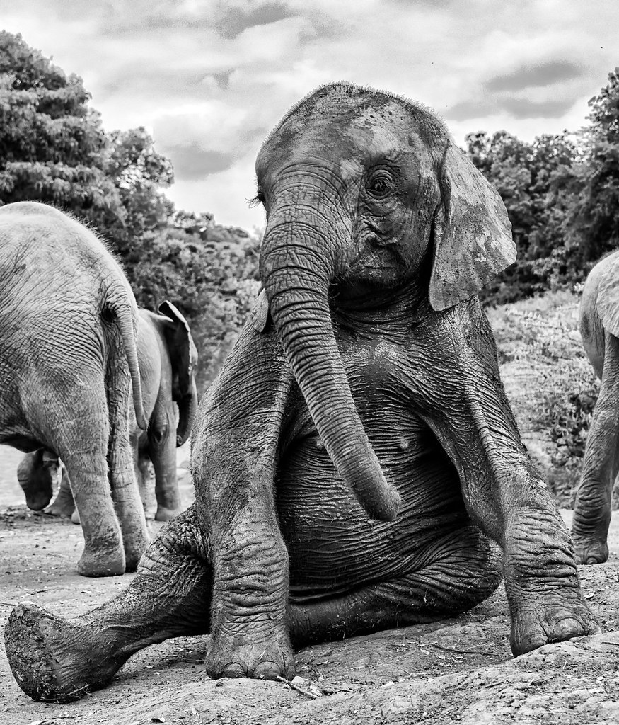 The Cutest Baby Elephant Christopher Michel Flickr