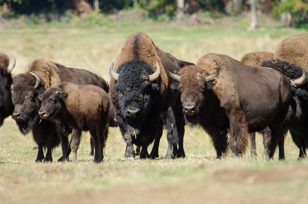 Bison Bison are the largest land animal in North America b… Flickr