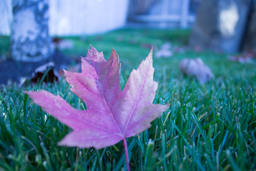 Requirement 4 Plants Swayzee Elefante Flickr