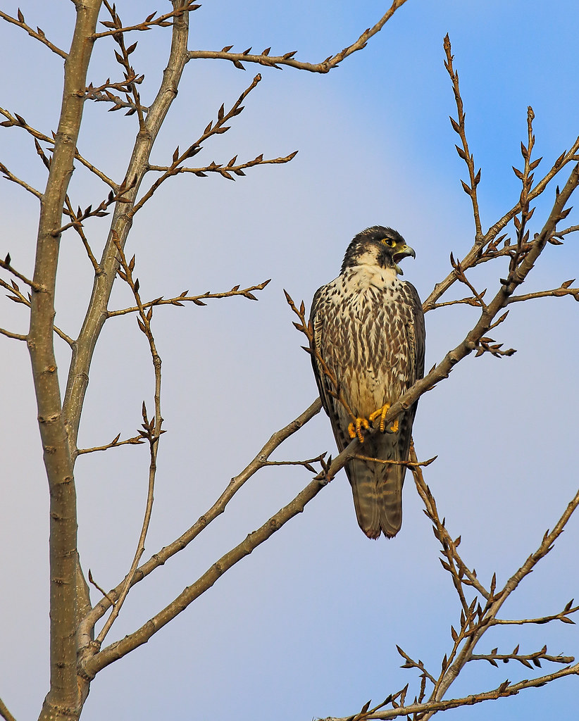 Peregrine falcon Staten Island, New York Lawrence Pugliares Flickr