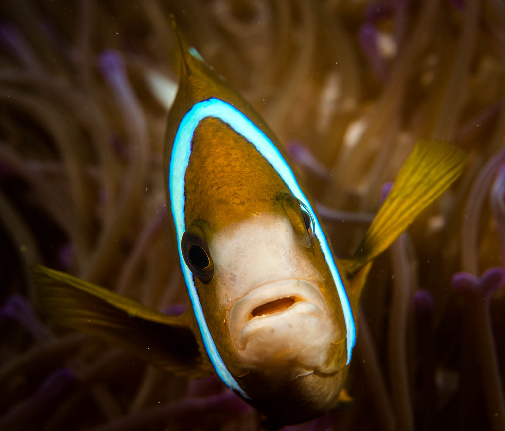 Glass House Pinnacle Diving on the Sunshine Coast Queensla… Paul