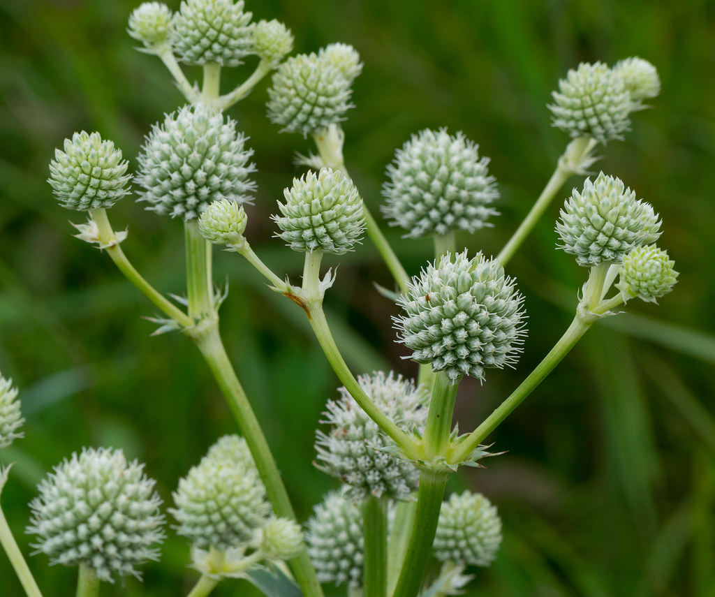 Rattlesnake Master (Eryngium yuccifolium) Vale Prairie Gre… Flickr