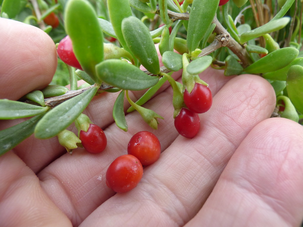 Hawaiian Goji Berries (Lycium sandwicense) Edible Endemic,… Flickr