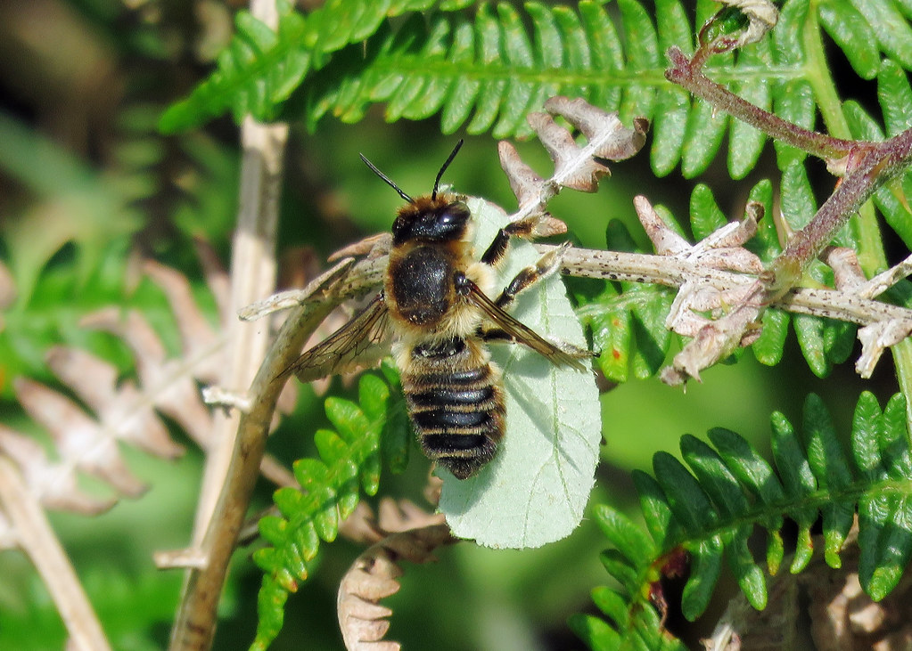 Coastal LeafCutter Bee Megachile maritima Mynydd Mawr, … Flickr