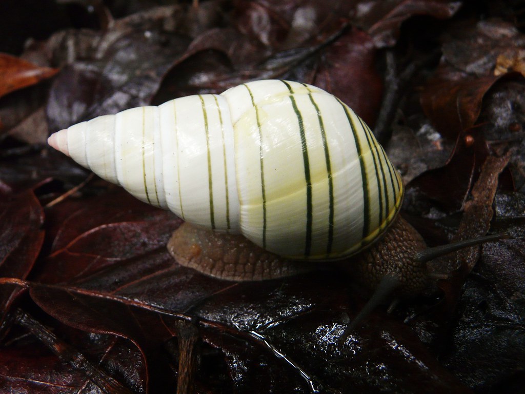 Florida Tree Snail (Liguus fasciatus septentrionalis) Flickr