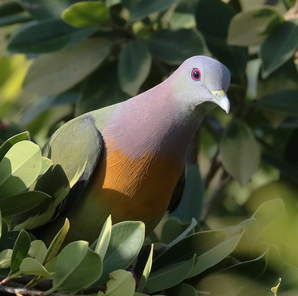 Pinknecked green pigeon at Lakeview Homes Tasik Prima