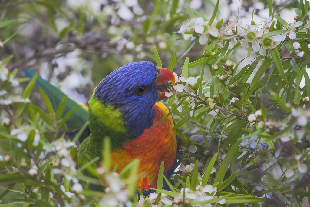 Rainbow Lorikeet eating waxflowers S♡C Flickr