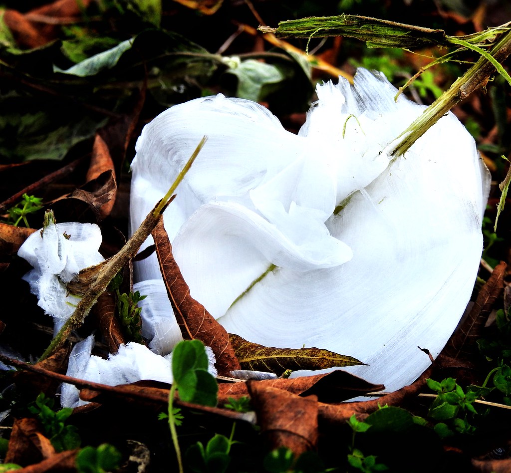 ice flowers 5 Ice flowers, frost flowers, ice ribbons ra… Flickr
