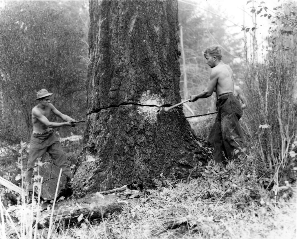 391960 CCC Camp Coquille Felling Snags, Siskiyou NF, OR 19… Flickr