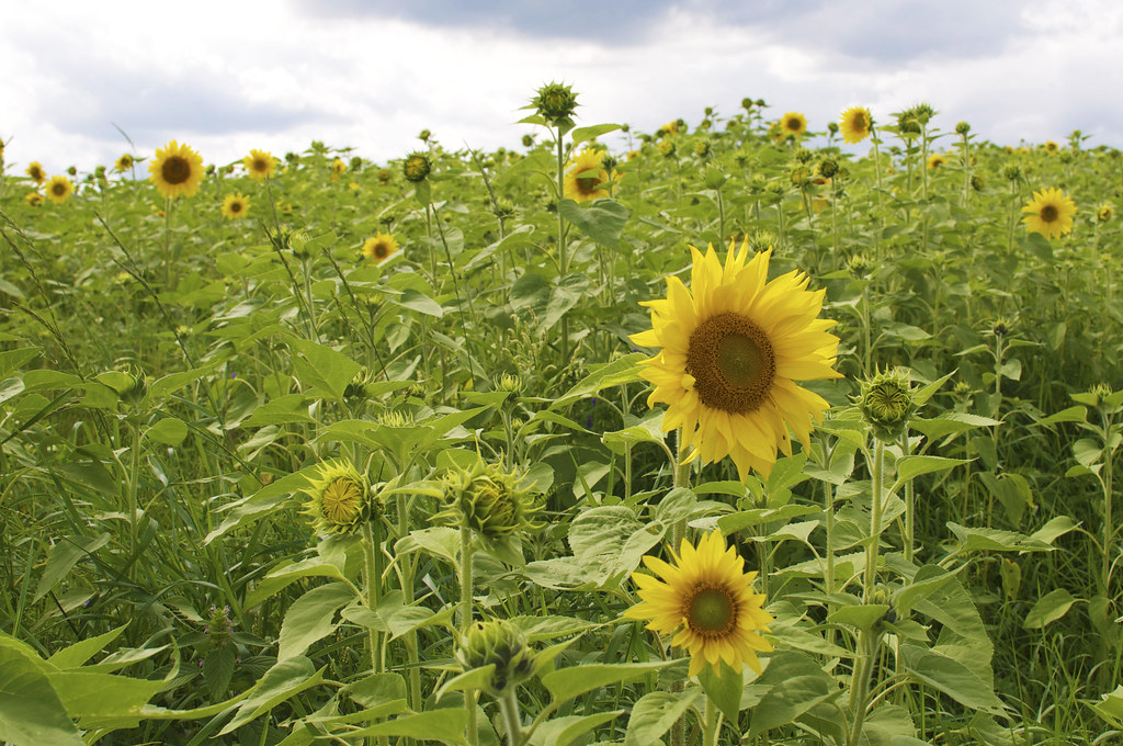 Sunflower Farm Nova Scotia M.Schueren Flickr