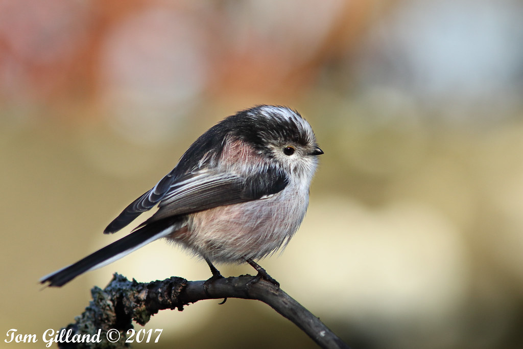 Longtailed Tit, Burngrange Gardens, West Calder 29 Januar… Flickr
