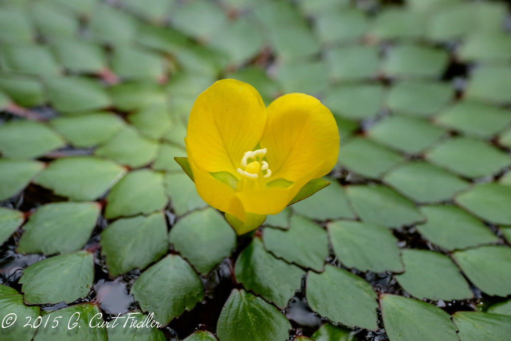 Yellow Gem Yellow Water Caltrop flower. umijin Flickr