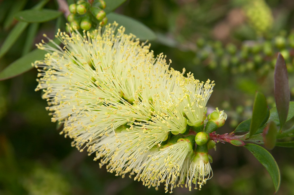 Yellow bottlebrush flower (Callistemon) grew this from see… Flickr