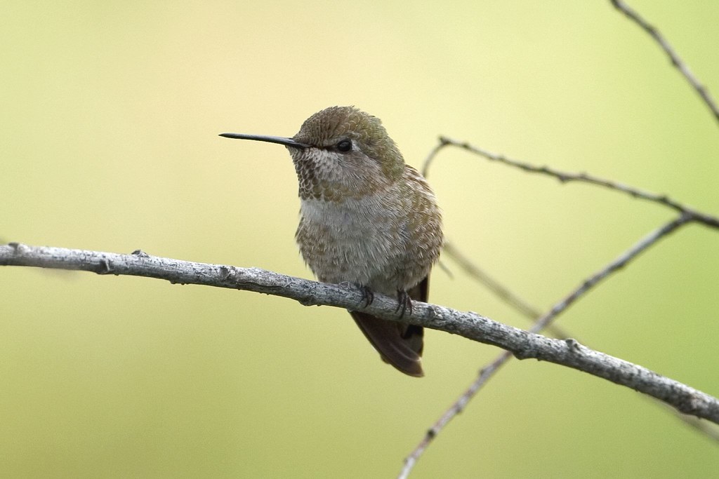Anna's Hummingbird Shot in Thousand Oaks Ca Mark Holden Flickr