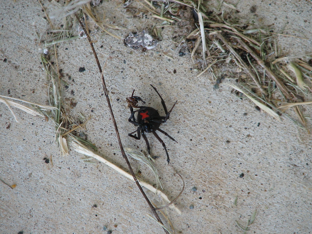 Black Widow My pet black widow shown here is slightly char… Flickr