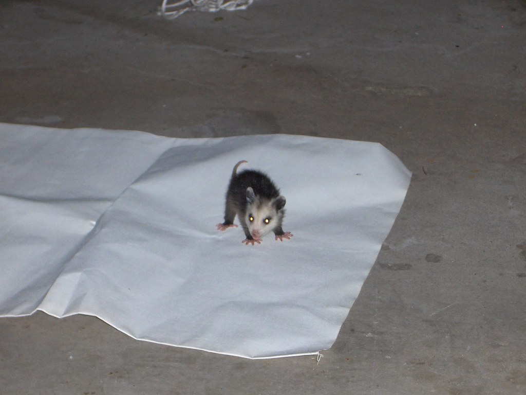 062706071006 009 Possum baby being potty trained. Flickr