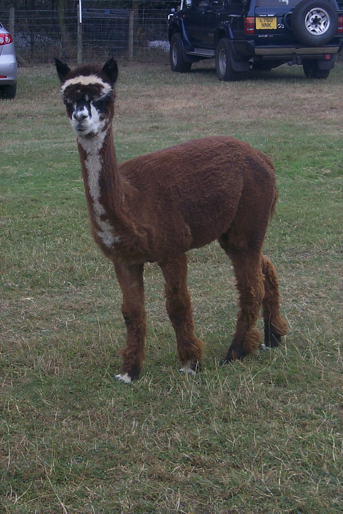 Young alpaca at Dellfield Farm, Millbrook The young (perha… Flickr