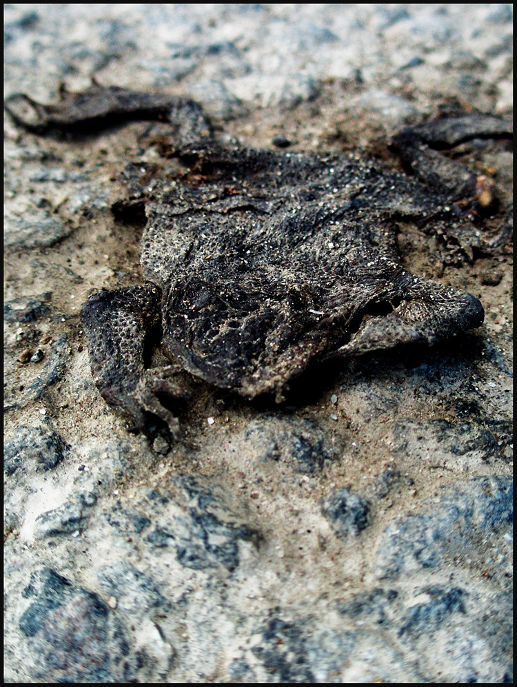 frogprince I'm afraid of frogs. cyanide_n_kat Flickr
